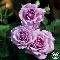 Heirloom Roses -Heirloom Roses love song 5