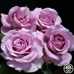 Love Song 15 Love Song -Heirloom Roses love song 6