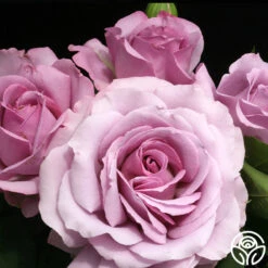 Love Song 20 Love Song -Heirloom Roses love song 7