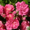 Lovely Fairy® -Heirloom Roses lovely fairy 1 8