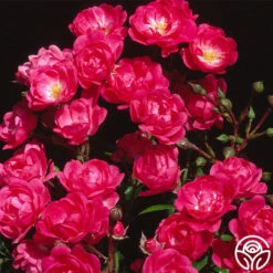 Lovely Fairy® -Heirloom Roses lovely fairy 21