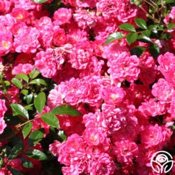 Lovely Fairy® -Heirloom Roses lovely fairy 4