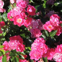 Lovely Fairy® -Heirloom Roses lovely fairy 5