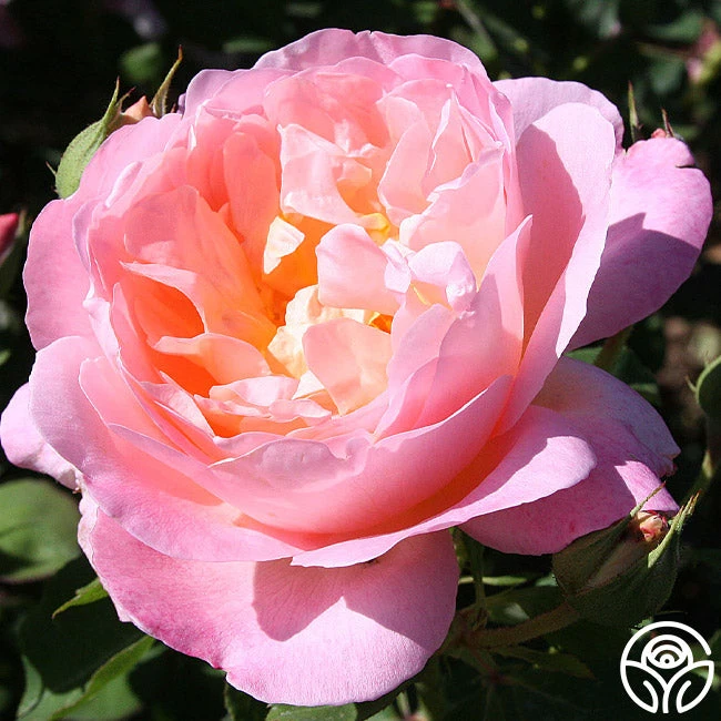 Lover's Blush™ 4 Lover's Blush™ - Image 2