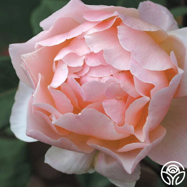 Lovesong™ 5 Lovesong™ - Image 3