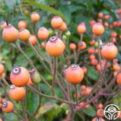 Lyda Rose™ -Heirloom Roses lyda rose 5