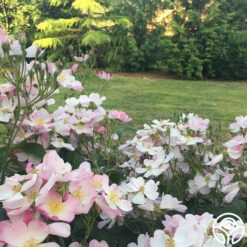 Lyda Rose™ -Heirloom Roses lyda rose 7