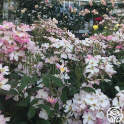 Lyda Rose™ -Heirloom Roses lyda rose 8 1