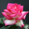 Lynn Anderson 2 Lynn Anderson -Heirloom Roses lynn anderson 1 8