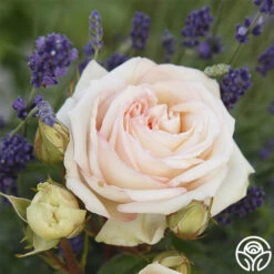 New Release -Heirloom Roses madame anisette 2 9