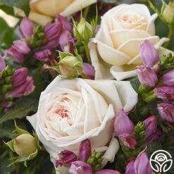 Parfuma® Madame Anisette™ 10 Parfuma® Madame Anisette™ -Heirloom Roses madame anisette 3 1