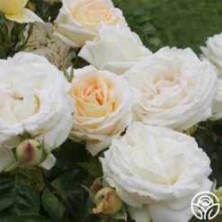 Parfuma® Madame Anisette™ 11 Parfuma® Madame Anisette™ -Heirloom Roses madame anisette 5