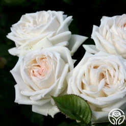 Parfuma® Madame Anisette™ 12 Parfuma® Madame Anisette™ -Heirloom Roses madame anisette 6