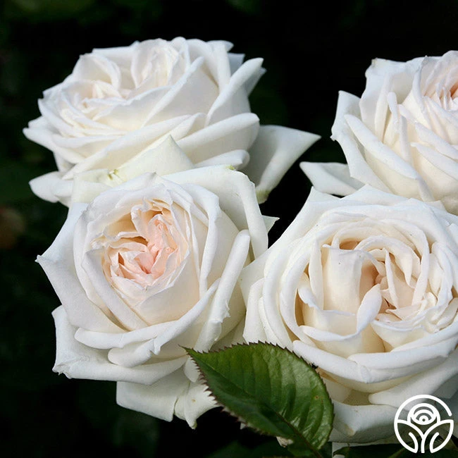 Parfuma® Madame Anisette™ 7 Parfuma® Madame Anisette™ - Image 5