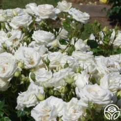 Parfuma® Madame Anisette™ 13 Parfuma® Madame Anisette™ -Heirloom Roses madame anisette 7