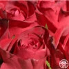 Madame Delbard® -Heirloom Roses madame delbard