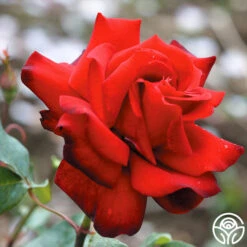 Madonna™ -Heirloom Roses madonna 1 2