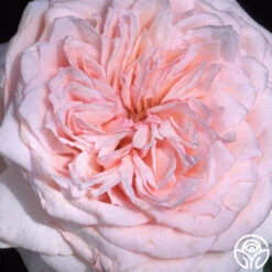 Magnificent Perfume™ -Heirloom Roses magnificent perfume 2 7