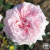 Magnificent Perfume™ 2 Magnificent Perfume™ -Heirloom Roses magnificent perfume 3 7