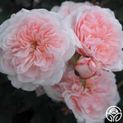 Magnificent Perfume™ -Heirloom Roses magnificent perfume 4 7