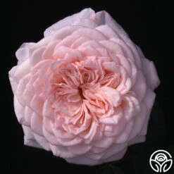 Magnificent Perfume™ -Heirloom Roses magnificent perfume 5