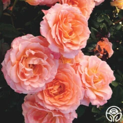 Jump For Joy™ -Heirloom Roses main jump for joy 2
