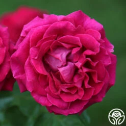 Stiletto™ 13 Stiletto™ -Heirloom Roses main stiletto 1