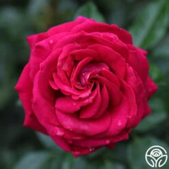 Stiletto™ 15 Stiletto™ -Heirloom Roses main stiletto 4