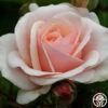 Majestic™ -Heirloom Roses majestic
