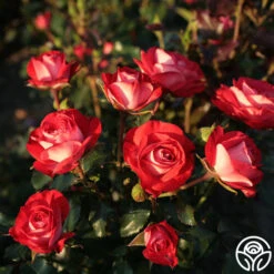 Mandarin Ice® -Heirloom Roses mandarin ice 3 1