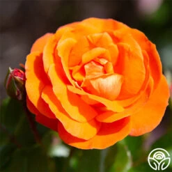 Veranda® Mango -Heirloom Roses mango veranda 23