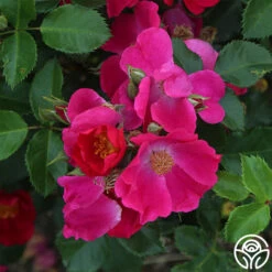 Manhattan Blue 9 Manhattan Blue -Heirloom Roses manhattan blue 2 1 1