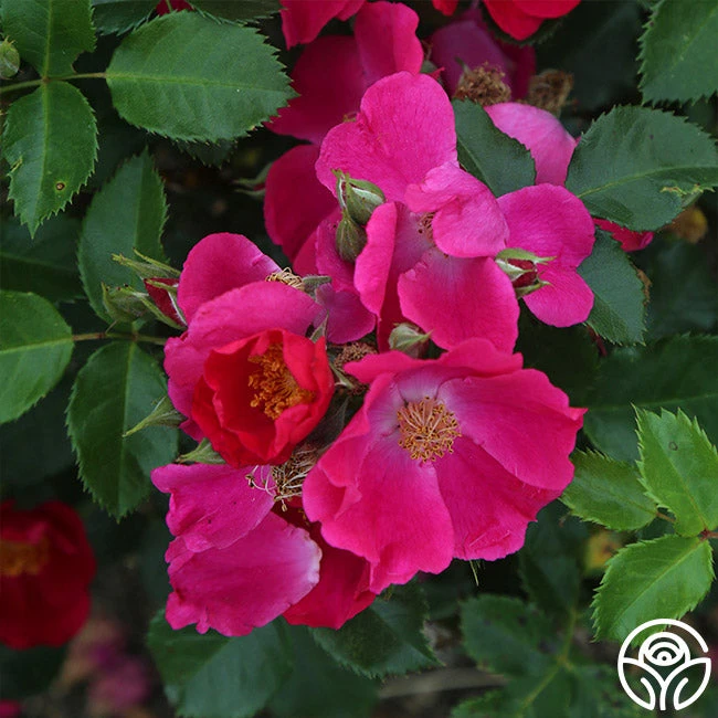 Manhattan Blue 6 Manhattan Blue - Image 4