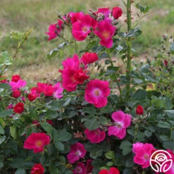 Manhattan Blue 8 Manhattan Blue -Heirloom Roses manhattan blue 3 1 1