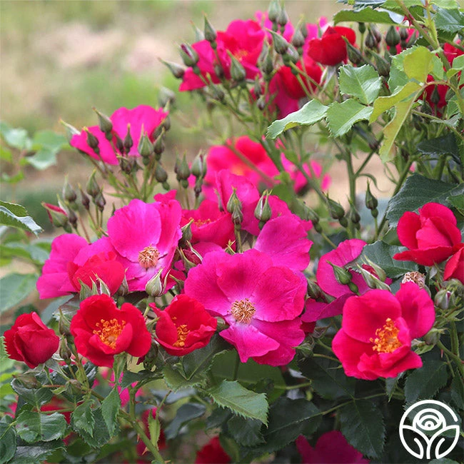 Manhattan Blue 4 Manhattan Blue - Image 2