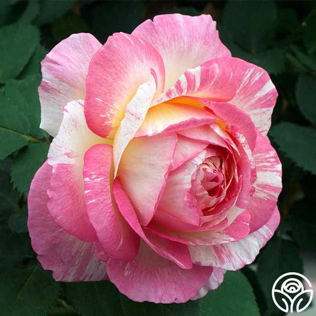 Marc Chagall™ 3 Marc Chagall™