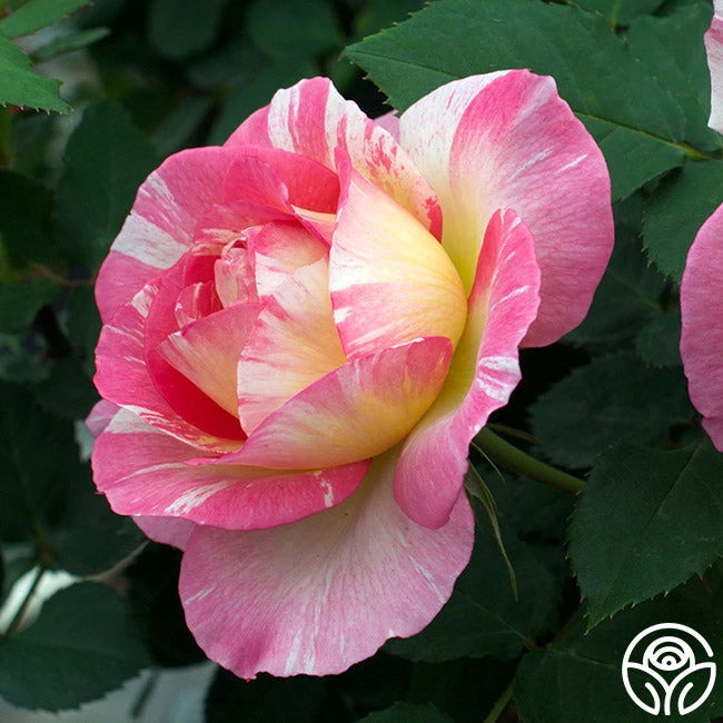 Marc Chagall™ 4 Marc Chagall™ - Image 2