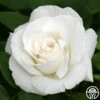 Margaret Merril® -Heirloom Roses margaret merril 12