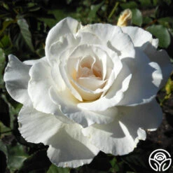 Margaret Merril® -Heirloom Roses margaret merril 14