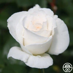 Margaret Merril® -Heirloom Roses margaret merril 16