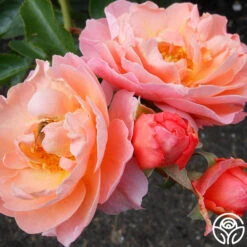 Marie Curie® -Heirloom Roses marie curie 2 1 1