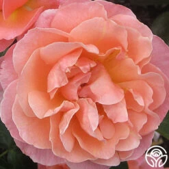 Marie Curie® -Heirloom Roses marie curie 3 5