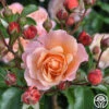 Marie Curie® -Heirloom Roses marie curie 4 5