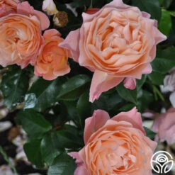 Marie Curie® -Heirloom Roses marie curie 5 5