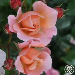 Marie Curie® -Heirloom Roses marie curie 6 5