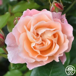 Marie Curie® -Heirloom Roses marie curie 7 5