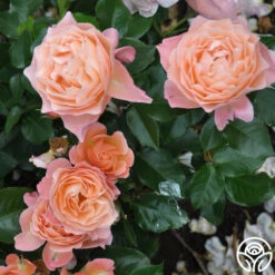 Marie Curie® -Heirloom Roses marie curie 8