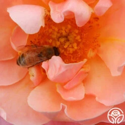 Marie Curie® -Heirloom Roses marie curie 9