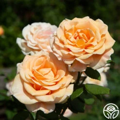 Marilyn Monroe™ -Heirloom Roses marilyn monroe 1 8