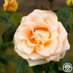 Marilyn Monroe™ -Heirloom Roses marilyn monroe 3 8